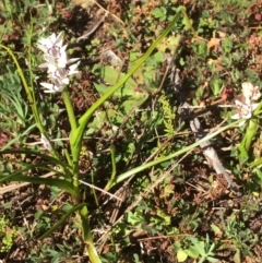 Wurmbea dioica subsp. dioica (Early Nancy) at Stromlo, ACT - 31 Aug 2019 by NickiTaws