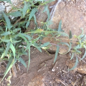 Sigesbeckia australiensis at Molonglo River Reserve - 31 Aug 2019