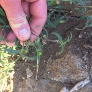 Sigesbeckia australiensis at Molonglo River Reserve - 31 Aug 2019