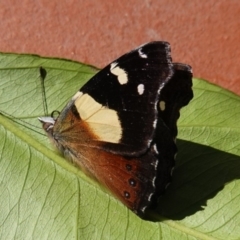 Vanessa itea (Yellow Admiral) at Hughes, ACT - 29 Aug 2019 by JackyF