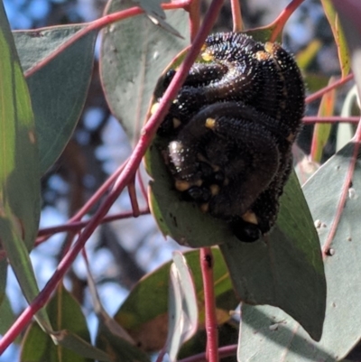 Perga sp. (genus) (Sawfly or Spitfire) at Symonston, ACT - 29 Aug 2019 by JackyF