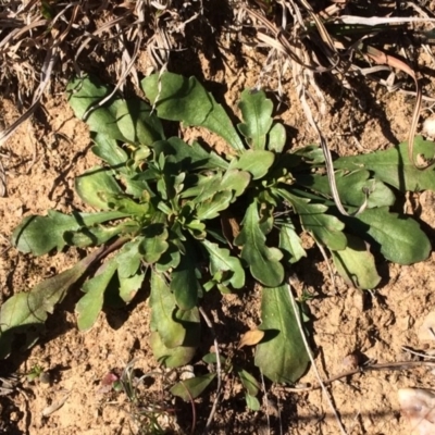 Goodenia pinnatifida (Scrambled Eggs) at Molonglo Valley, ACT - 30 Aug 2019 by NickiTaws