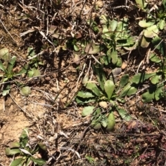 Goodenia pinnatifida at Molonglo Valley, ACT - 30 Aug 2019 02:14 PM