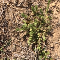 Leptorhynchos squamatus (Scaly Buttons) at Molonglo Valley, ACT - 30 Aug 2019 by NickiTaws