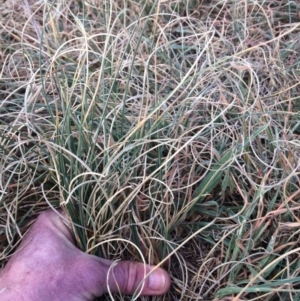 Carex bichenoviana at Molonglo River Reserve - 30 Aug 2019