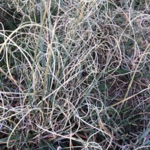 Carex bichenoviana at Molonglo River Reserve - 30 Aug 2019 03:01 PM