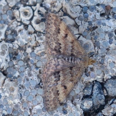 Scopula rubraria (Reddish Wave, Plantain Moth) at Tennent, ACT - 30 Aug 2019 by rawshorty