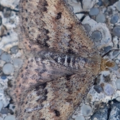 Scopula rubraria at Tennent, ACT - 31 Aug 2019