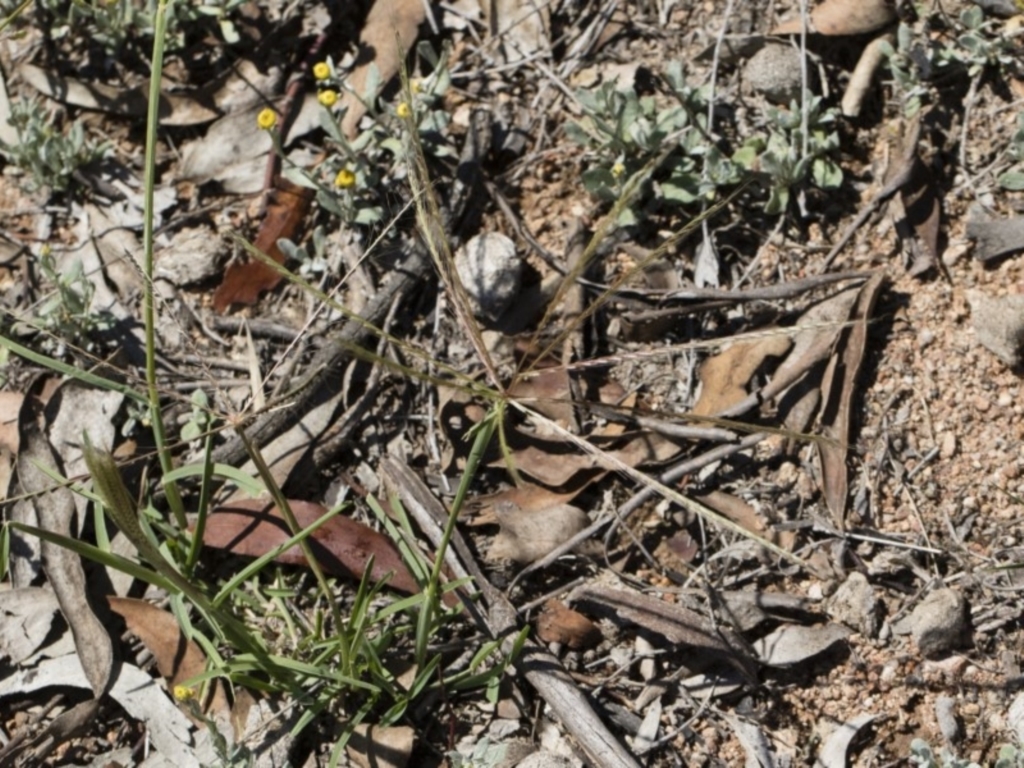 Chloris truncata at Michelago, NSW - 12 Jan 2019
