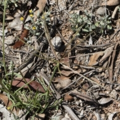 Chloris truncata (Windmill Grass) at Michelago, NSW - 11 Jan 2019 by Illilanga