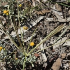 Chloris truncata at Michelago, NSW - 12 Jan 2019