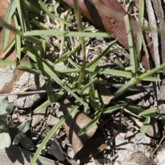 Chloris truncata at Michelago, NSW - 12 Jan 2019