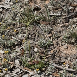 Chloris truncata at Michelago, NSW - 12 Jan 2019 10:07 AM