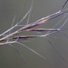 Aristida ramosa (Purple Wire Grass) at Illilanga & Baroona - 5 Apr 2019 by Illilanga
