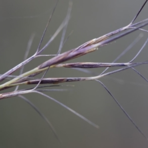 Aristida ramosa at Michelago, NSW - 5 Apr 2019