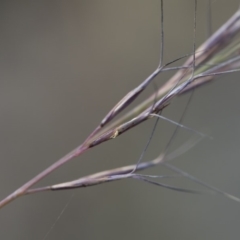 Aristida ramosa at Michelago, NSW - 5 Apr 2019