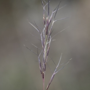 Aristida ramosa at Michelago, NSW - 5 Apr 2019