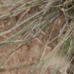Aristida ramosa at Michelago, NSW - 5 Apr 2019