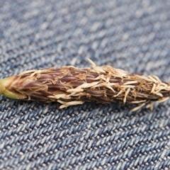 Eleocharis (genus) (Spike-rush) at Michelago, NSW - 25 Nov 2018 by Illilanga