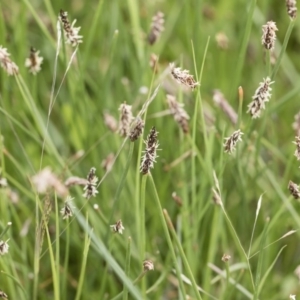 Eleocharis sp. at Illilanga & Baroona - 25 Nov 2018