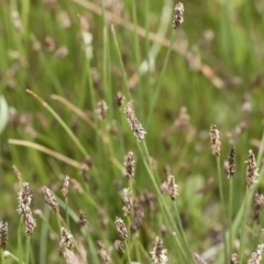 Eleocharis sp. at Illilanga & Baroona - 25 Nov 2018 10:20 AM