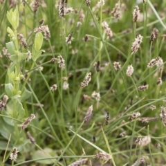 Eleocharis sp. at Illilanga & Baroona - 25 Nov 2018