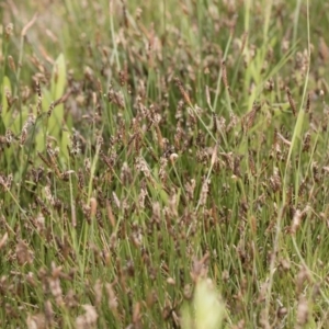 Eleocharis sp. at Illilanga & Baroona - 25 Nov 2018 10:20 AM