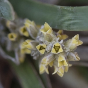 Lomandra multiflora at Illilanga & Baroona - 12 Jan 2019