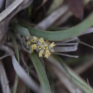 Lomandra multiflora at Illilanga & Baroona - 12 Jan 2019 11:34 AM