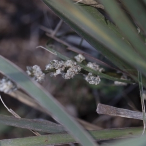 Lomandra multiflora at Illilanga & Baroona - 12 Jan 2019 11:34 AM