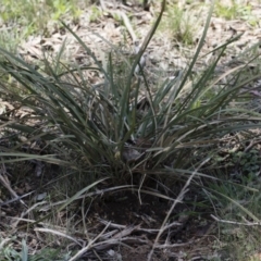 Lomandra multiflora at Illilanga & Baroona - 12 Jan 2019 11:34 AM