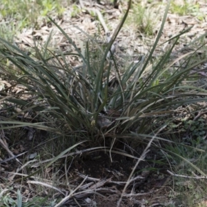 Lomandra multiflora at Illilanga & Baroona - 12 Jan 2019 11:34 AM