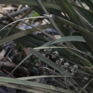 Lomandra multiflora at Illilanga & Baroona - 12 Jan 2019 11:34 AM