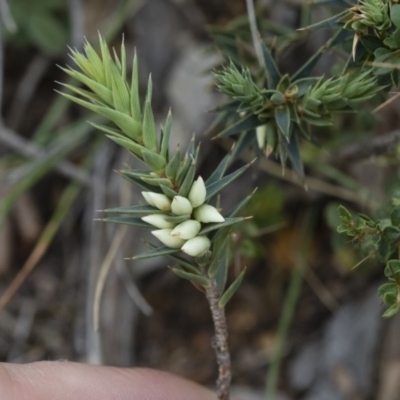 Melichrus urceolatus (Urn Heath) at Michelago, NSW - 5 Apr 2019 by Illilanga