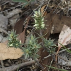 Melichrus urceolatus at Michelago, NSW - 5 Apr 2019