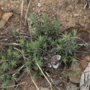 Melichrus urceolatus at Michelago, NSW - 5 Apr 2019