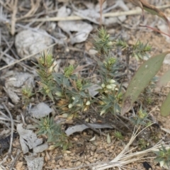 Melichrus urceolatus (Urn Heath) at Michelago, NSW - 13 Oct 2018 by Illilanga