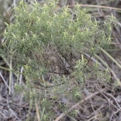 Cassinia longifolia (Shiny Cassinia, Cauliflower Bush) at Michelago, NSW - 13 Oct 2018 by Illilanga