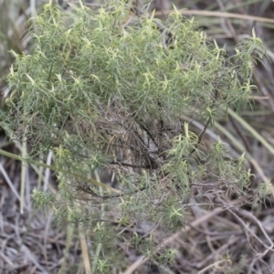 Cassinia longifolia at Illilanga & Baroona - 13 Oct 2018 12:16 PM