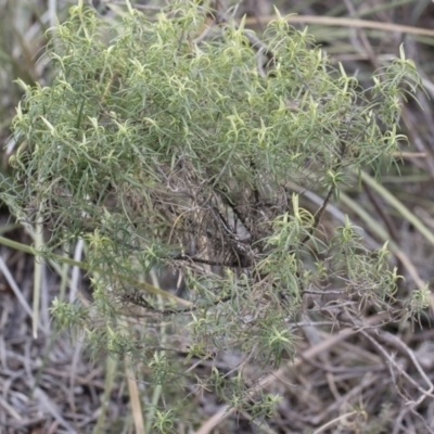 Cassinia longifolia (Shiny Cassinia, Cauliflower Bush) at Illilanga & Baroona - 13 Oct 2018 by Illilanga