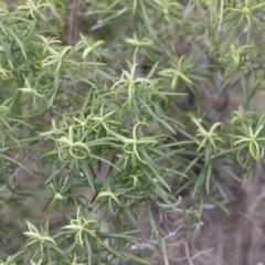 Cassinia longifolia at Illilanga & Baroona - 13 Oct 2018 12:16 PM