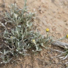 Chrysocephalum apiculatum (Common Everlasting) at Illilanga & Baroona - 13 Oct 2018 by Illilanga