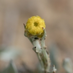 Chrysocephalum apiculatum at Illilanga & Baroona - 13 Oct 2018 12:07 PM