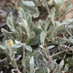 Chrysocephalum apiculatum at Illilanga & Baroona - 13 Oct 2018