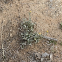 Chrysocephalum apiculatum at Illilanga & Baroona - 13 Oct 2018 12:07 PM