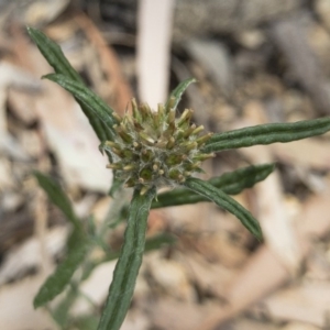 Euchiton sphaericus at Illilanga & Baroona - 9 Dec 2018 04:05 PM