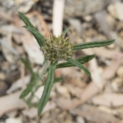 Euchiton sphaericus at Illilanga & Baroona - 9 Dec 2018