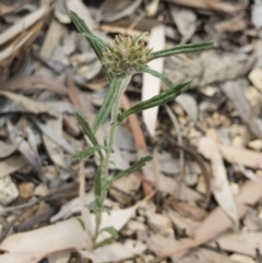 Euchiton sphaericus at Illilanga & Baroona - 9 Dec 2018