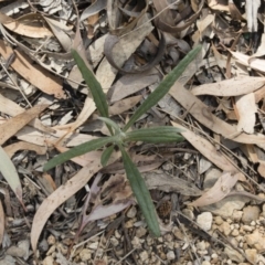 Euchiton sphaericus at Illilanga & Baroona - 9 Dec 2018