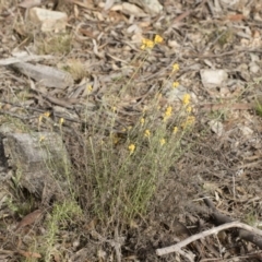 Chrysocephalum semipapposum (Clustered Everlasting) at Illilanga & Baroona - 15 Dec 2018 by Illilanga